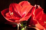 amaryllis fragrance