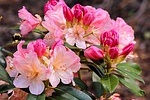 azalea fragrance
