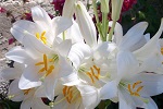 azucena fragrance