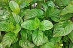 basil fragrance