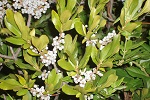 bayberry fragrance