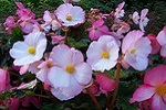 begonia fragrance