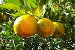 bergamot fragrance