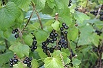 black currant fragrance