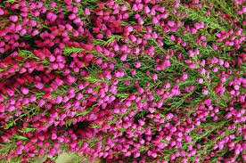 boronia