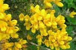 broom