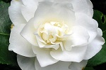 Camellia